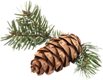 booking-pine.png