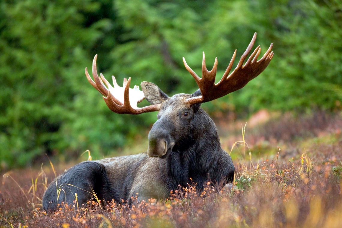 Meet the Locals: Wildlife of the Yukon