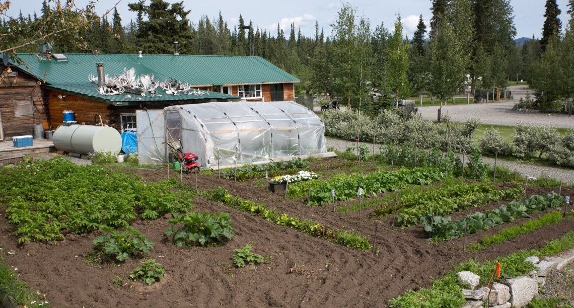 Yukon Plants Animals